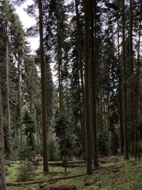 Kostnadsfri bild av barrträd, skog, sommar