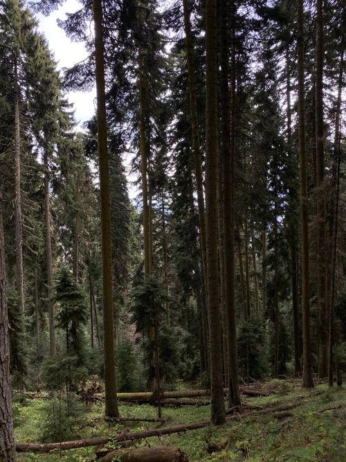 Free Tranquil evergreen forest with tall trees in summer, offering a vertical view of nature's beauty. Stock Photo