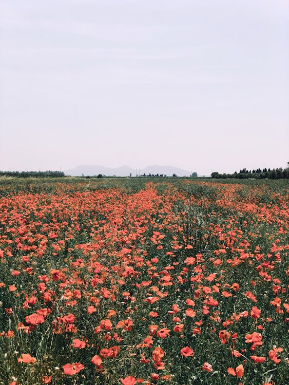 Free stock photo of background, blooming, field