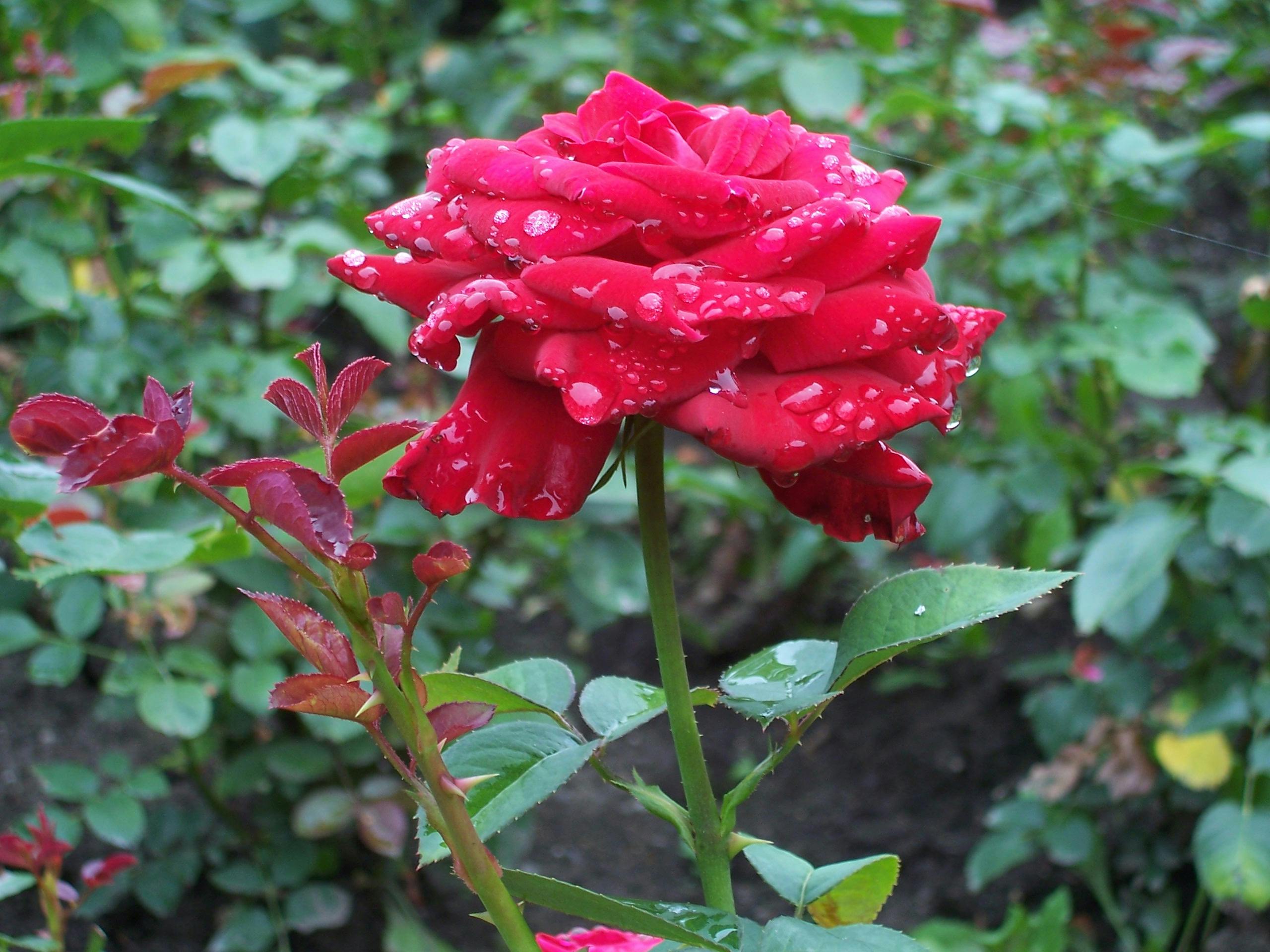 Free Stock Photo Of Red Rose Water Drops