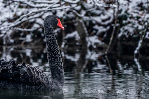 Black Swan on River in Winter