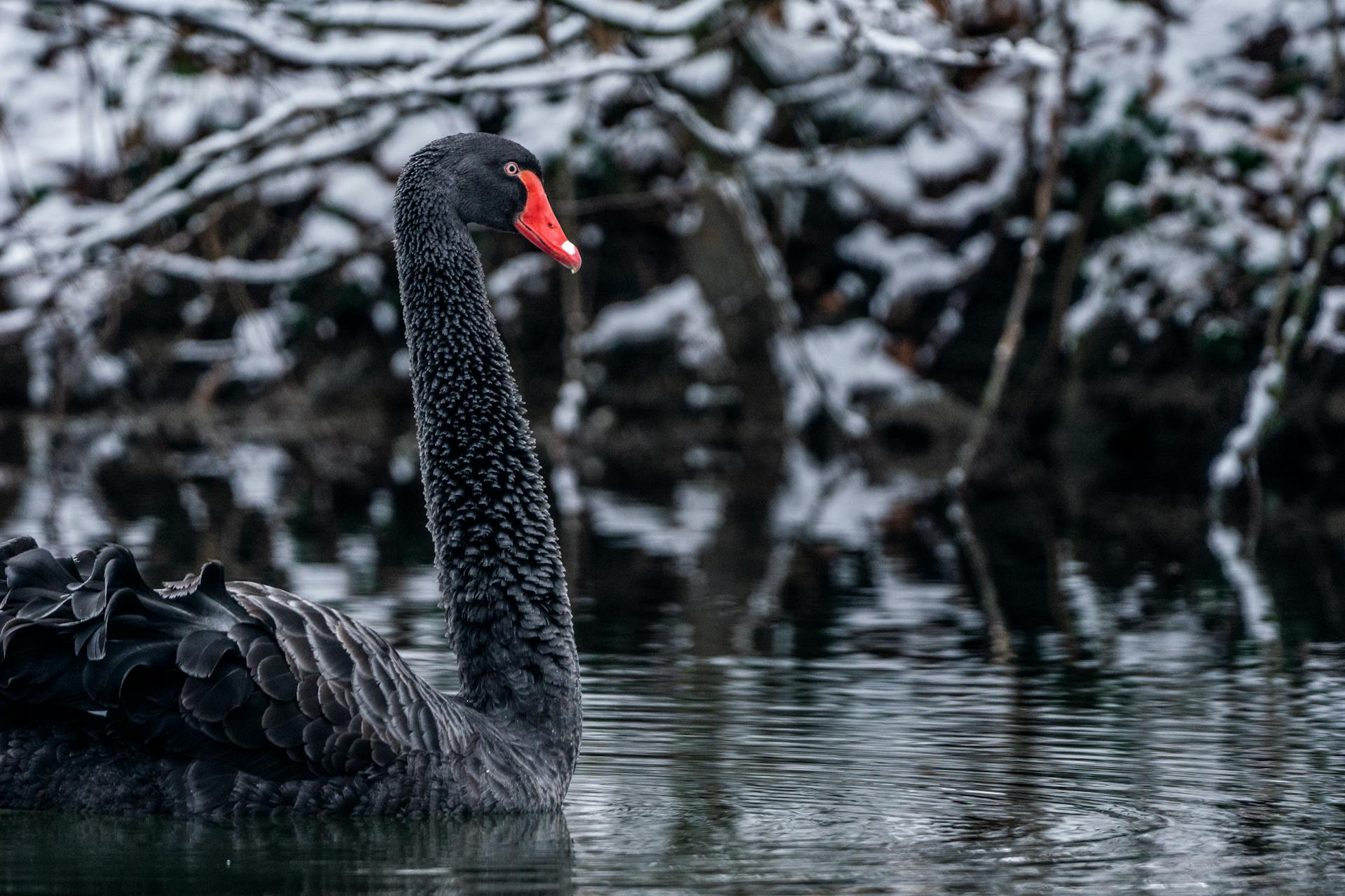 A graceful black swan glides through a snowy creek in winter, showcasing serene wildlife beauty.