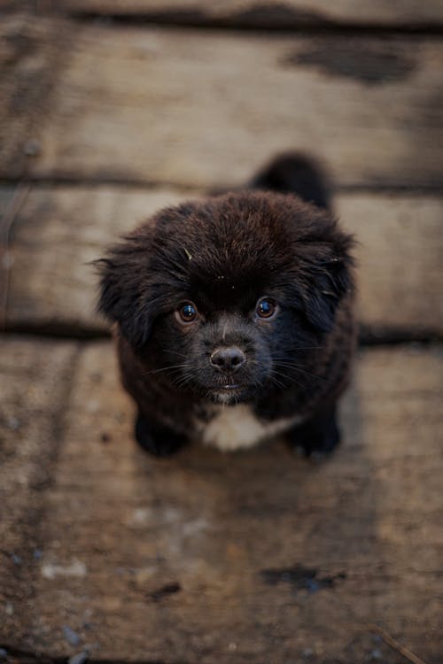 A Puppy with Black Fluffy Fur 