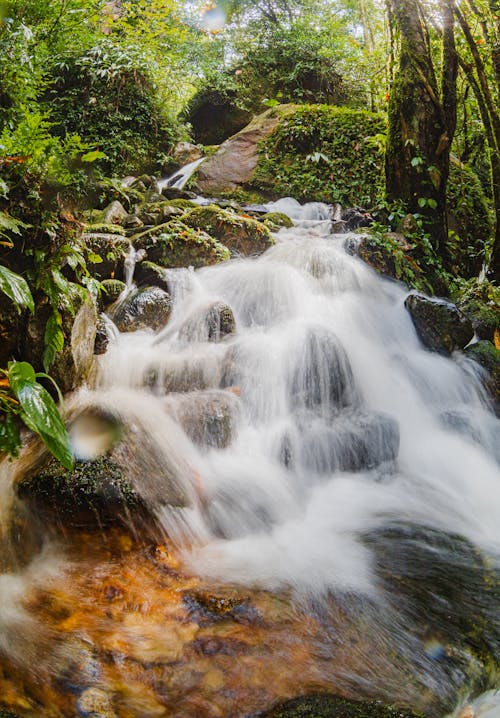 Immagine gratuita di acqua corrente, alberi, avvicinamento