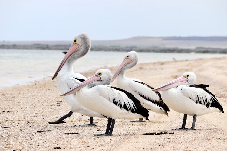 Close Up Of Pelicans On Beach