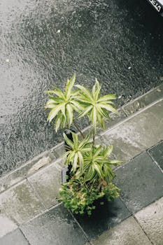 A potted plant on a wet sidewalk after a refreshing rain. Ideal for decor themes.