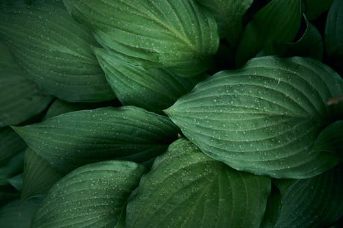 Raindrops on Green Leaves