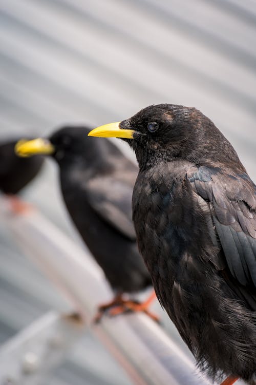 Gratis stockfoto met alpine chough, dak