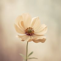 Cream anemone in soft light — photo by Kristina Evstifeeva on Pexels