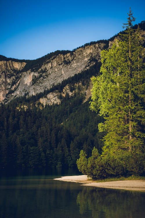 Body of Water Surrounded by Green Trees