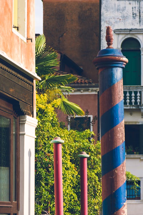 Foto d'estoc gratuïta de mediterrani, Palmera, urbà