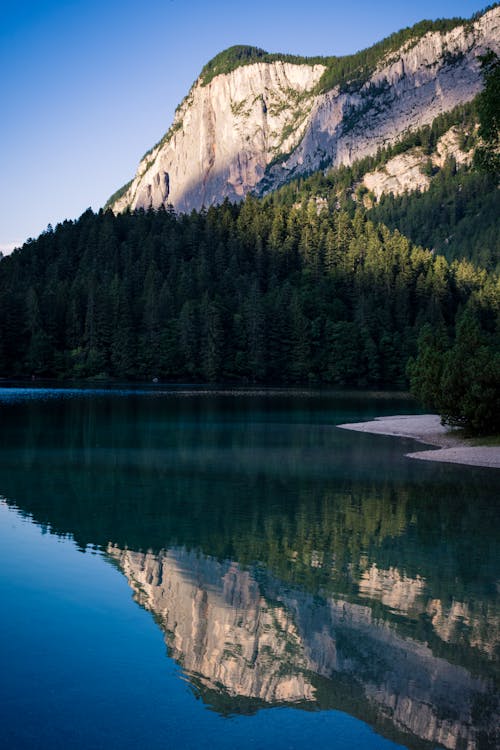 Green Pine Trees Near Body of Water