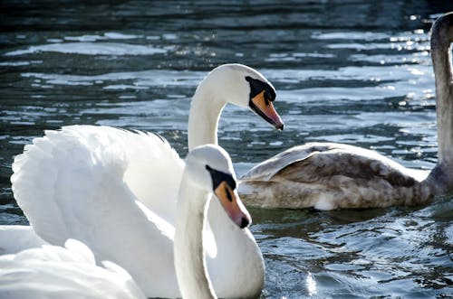 Free stock photo of animals, strasbourg, swans Stock Photo