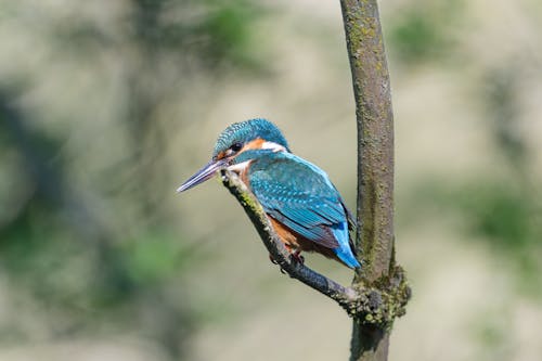 Close-up of a Common Kingfisher Perching on a Branch 