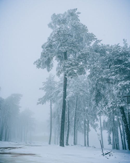Photos gratuites de arbres, beaucoup de neige, brouillard