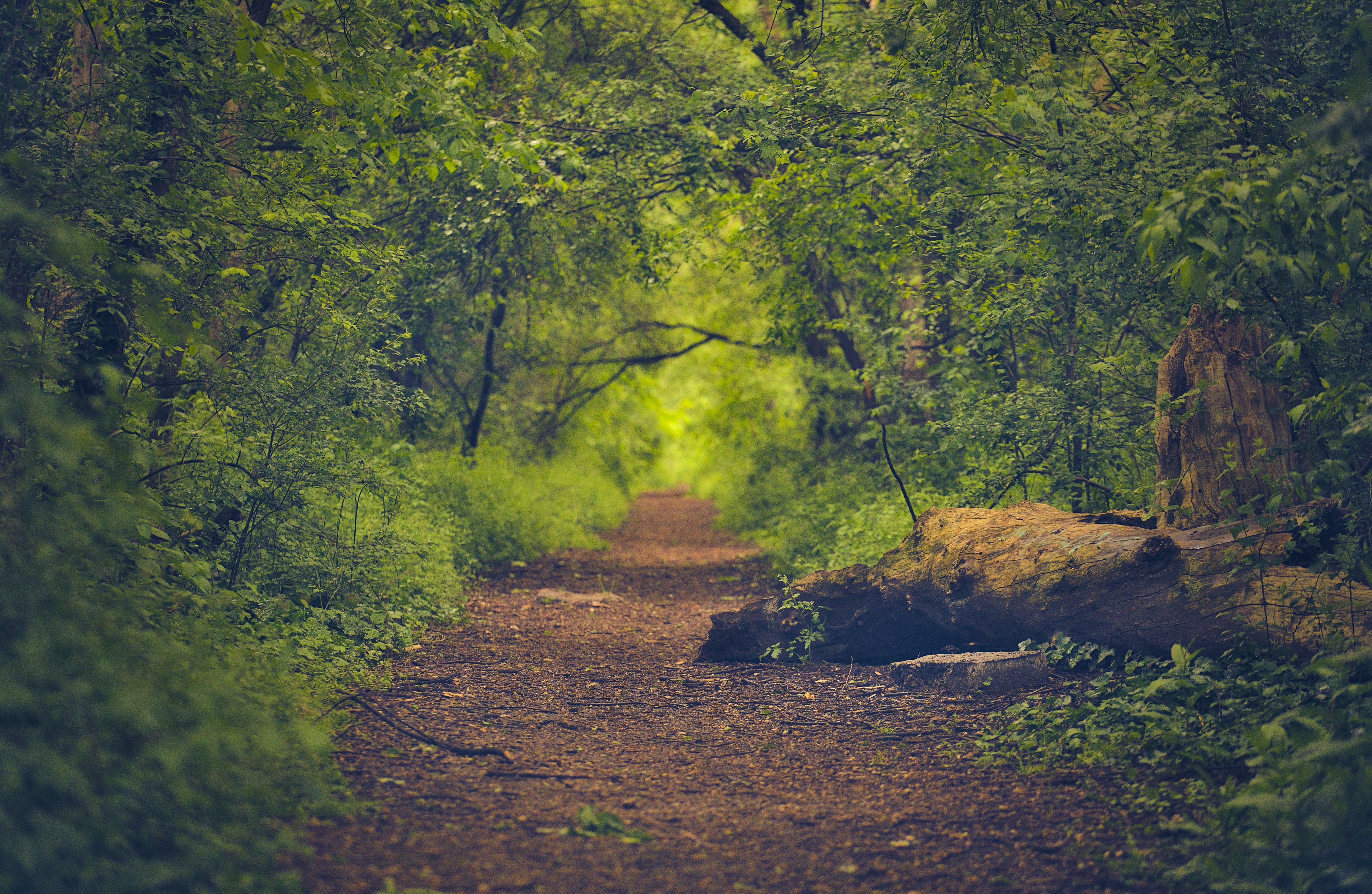 Artwork for One Step at a Time: Finding Inner Peace Through Life’s Hardest Journeys with Rand R. Timmerman