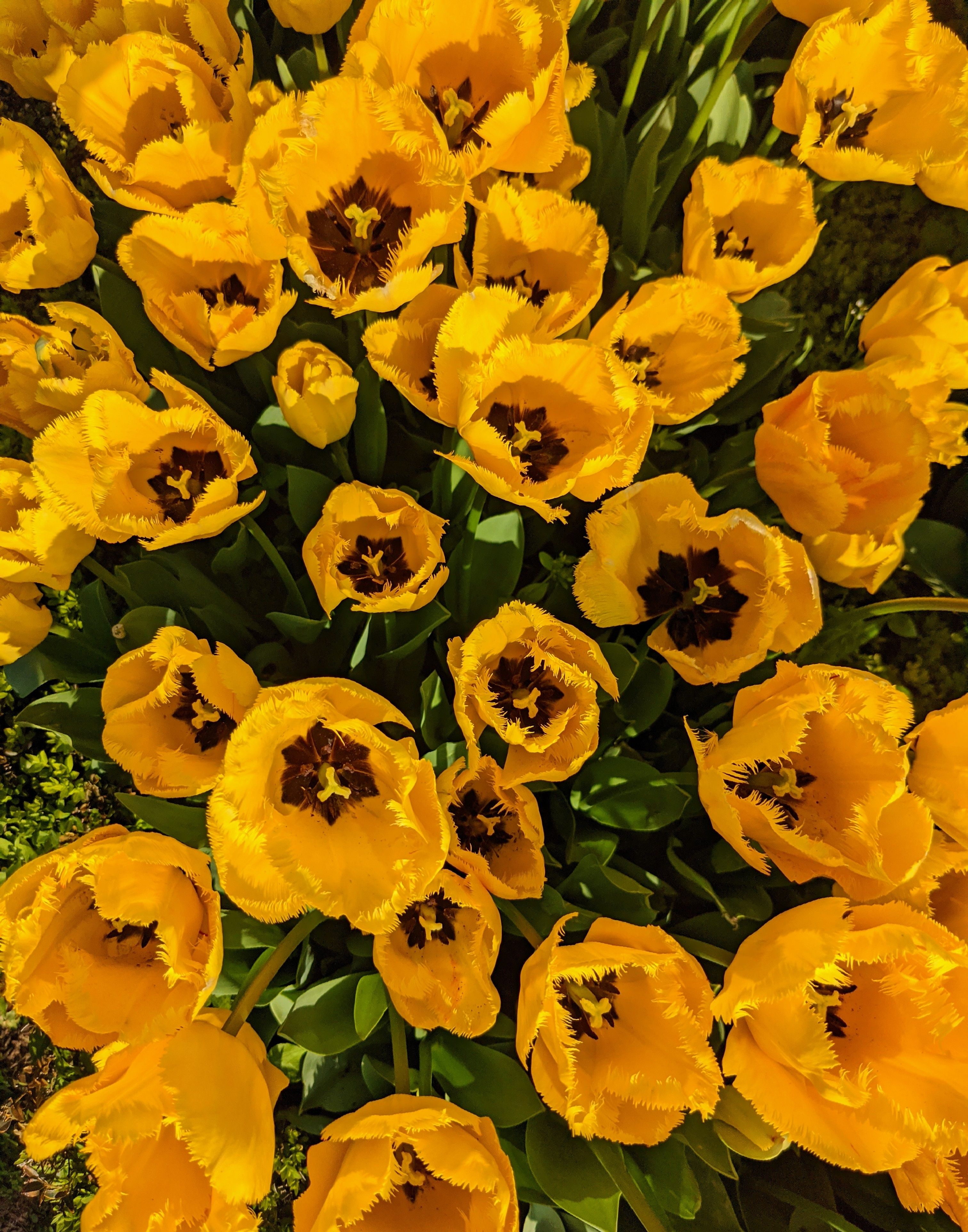 A close up of yellow tulips in a garden · Free Stock Photo