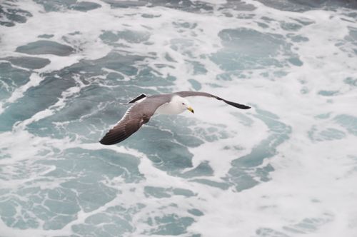 Free Black-tailed gull captured in mid-flight above swirling ocean waves. Stock Photo