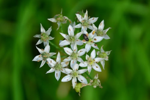 Close-up of an Insect on White Flowers 