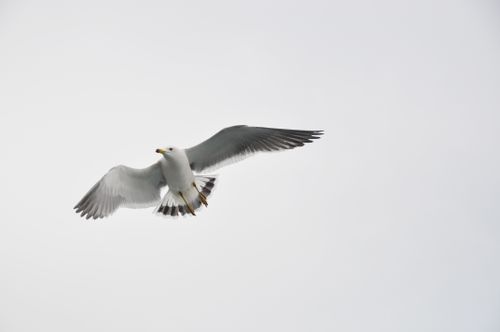Free A seagull gracefully flying under a cloudy sky, capturing the essence of wildlife and nature. Stock Photo