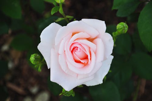 คลังภาพถ่ายฟรี ของ ความงามของธรรมชาติ, ความสด, ดอกกุหลาบสีชมพู
