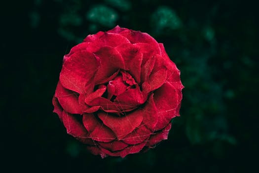 Close-up of a vibrant red rose covered in dewdrops against a dark background.