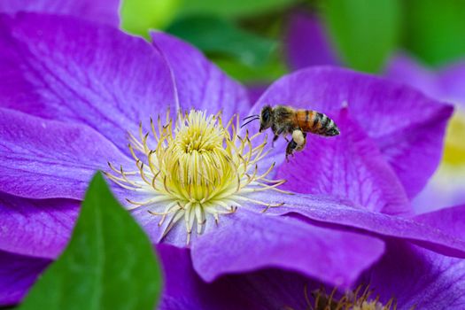 Free stock photo of bee, bright, clematis