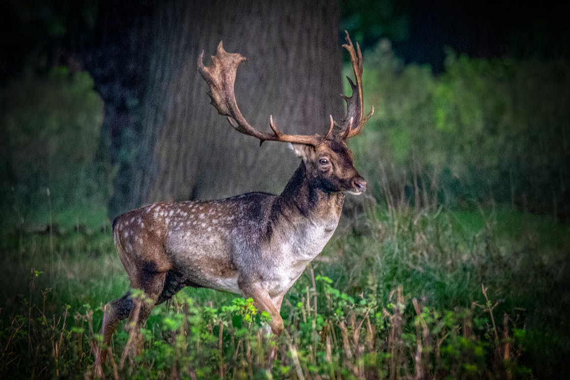 Stag Fallow Deer