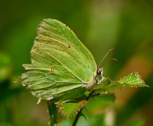 Základová fotografie zdarma na téma fotografie divoké přírody, hmyz, motýl