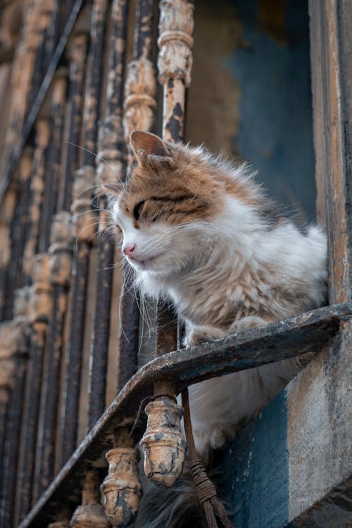 ネコ, バルコニー, ふわふわの無料の写真素材
