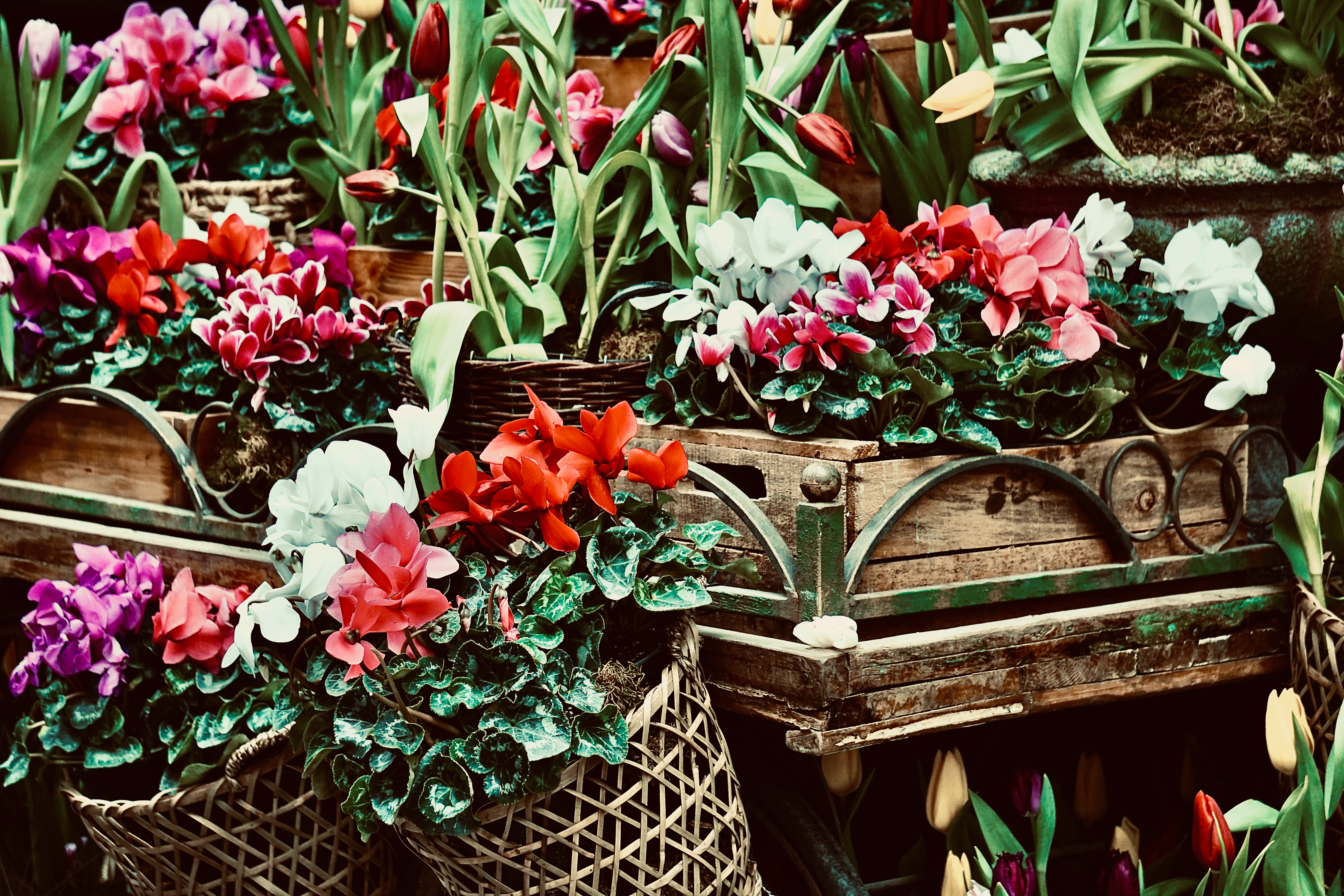 A vibrant arrangement of flowers in baskets and crates at a rustic market stall, showcasing cyclamen and tulips.