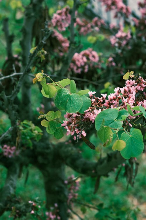 Close-up of a Tree with Purple Flowers