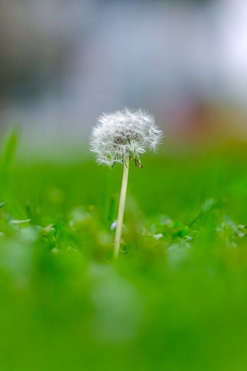 Dandelion Puff on Grass