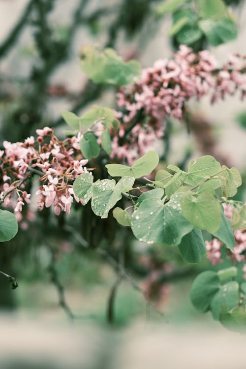 Gratis lagerfoto af blade, bleg, blomster