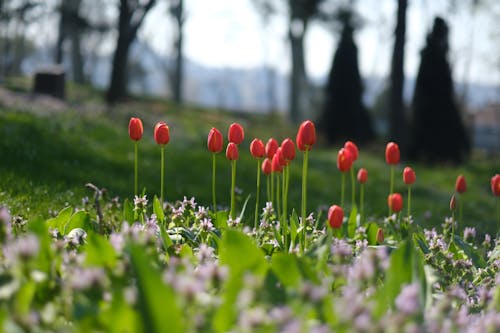 Безкоштовне стокове фото на тему «весна, зростання, квіти»