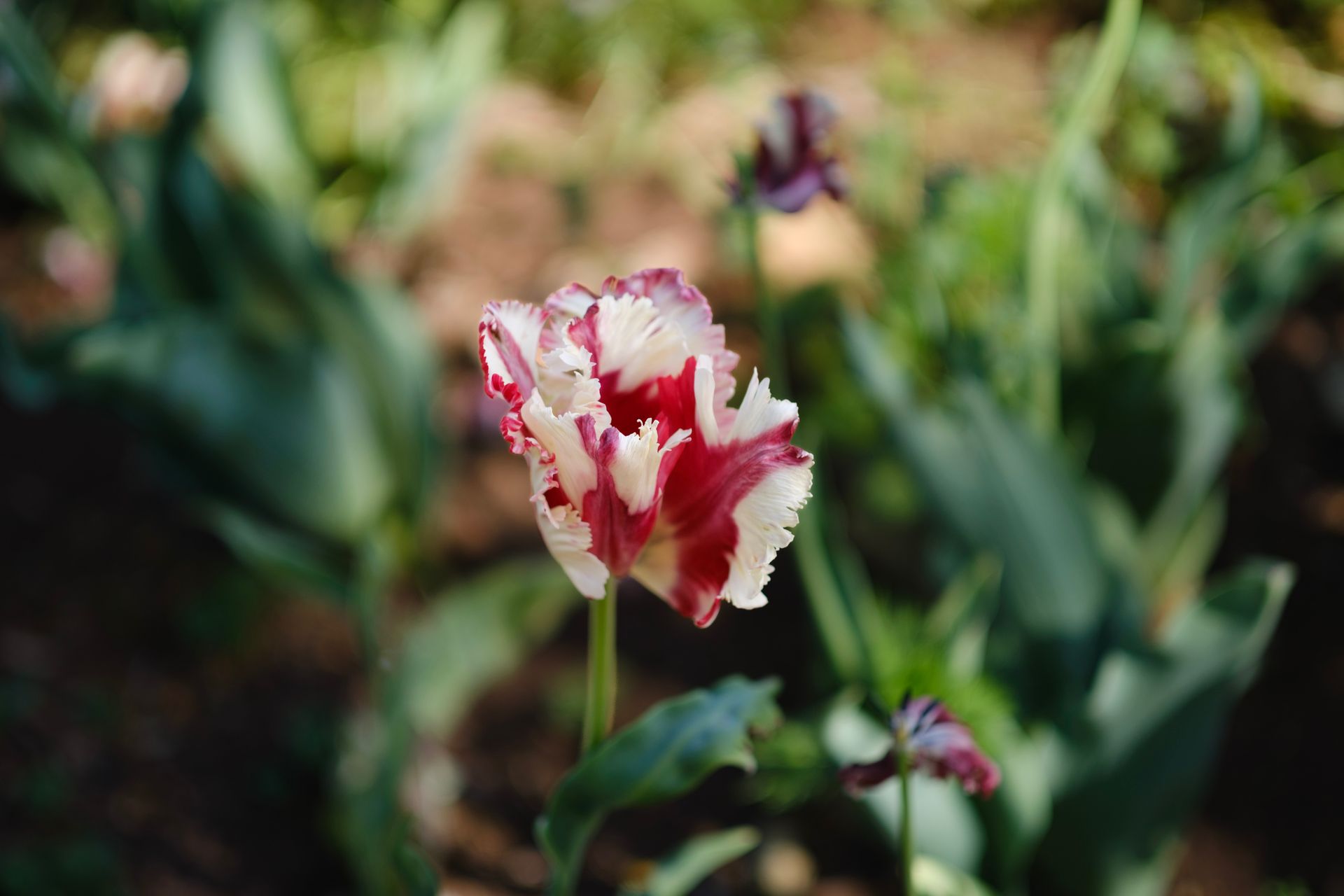Close-up of a red and white parrot tulip blooming in a spring garden with blurred background.