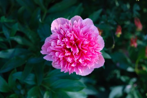 Free Close-up of a vibrant pink peony in full bloom surrounded by lush green foliage. Stock Photo