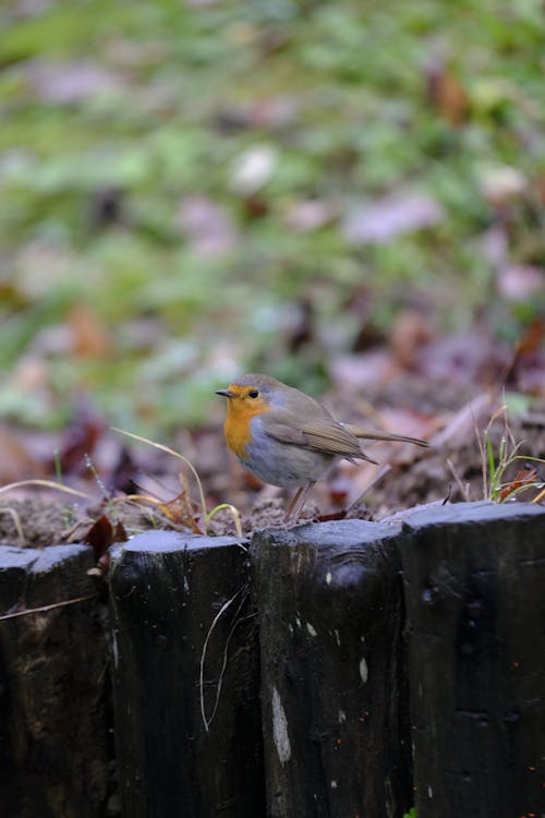 Imagine de stoc gratuită din a închide, animal, birdwatching