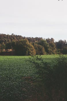 Lush green field with dense trees under a clear sky, epitomizing natural beauty.