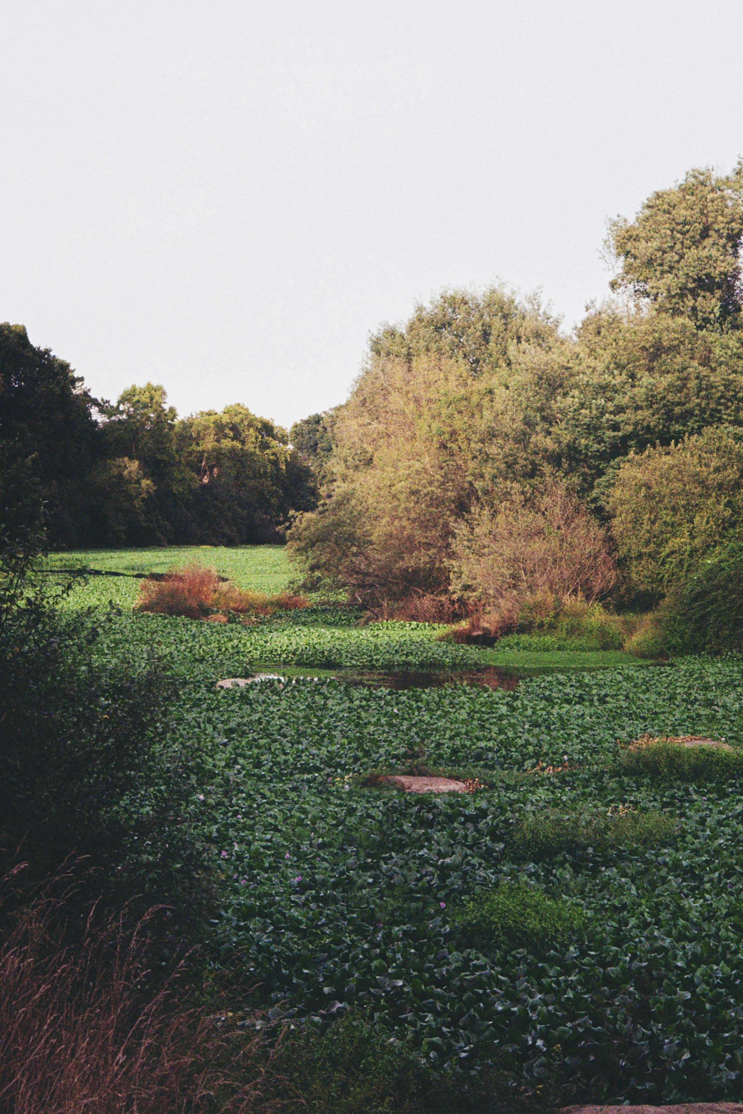 Serene countryside scene with rich greenery and lush vegetation.