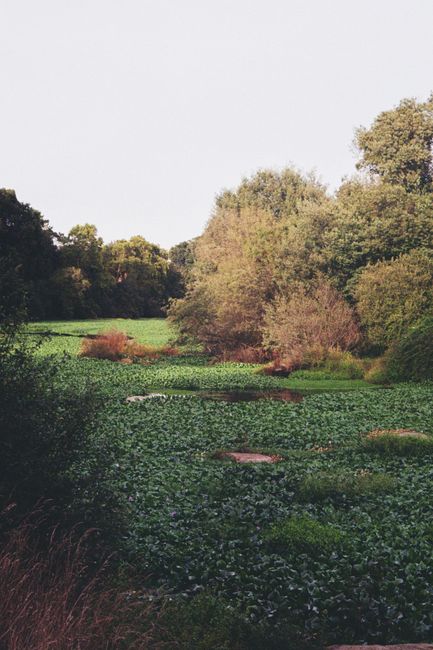 Serene countryside scene with rich greenery and lush vegetation.