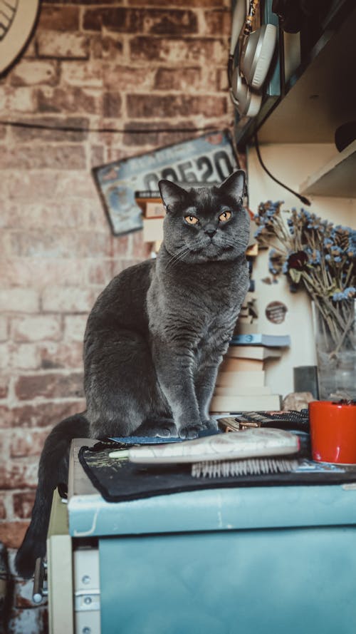 Grey British Short Haired Cat Sitting on Cupboard