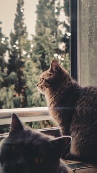cat photo
