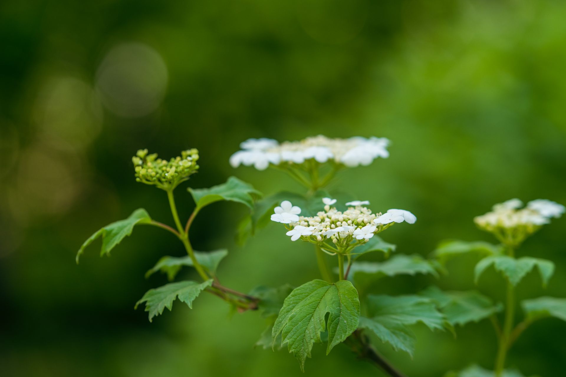 Delicate white Viburnum flowers and lush green leaves captured in a tranquil natural setting.