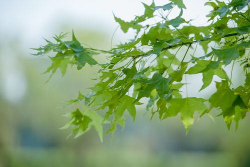 Free A detailed close-up of green maple leaves on a branch, symbolizing growth and renewal. Stock Photo