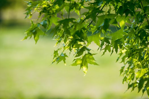 Close-up of vibrant green maple leaves backlit by sunlight, capturing summer's essence.