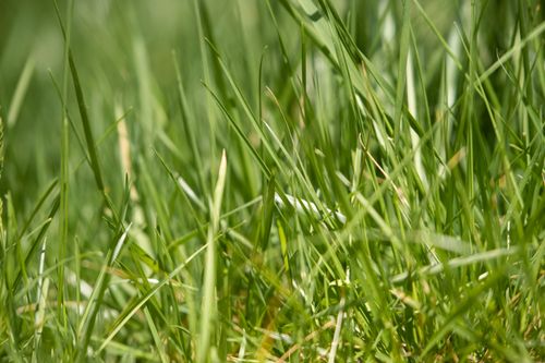 Free Detailed close-up of vibrant green grass blades in sunlight, showcasing fresh and natural texture. Stock Photo