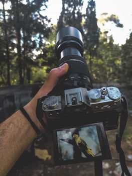 A photographer captures a bird image outdoors in a forest using a digital camera.