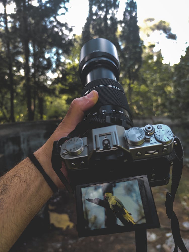 Bird On Camera Screen