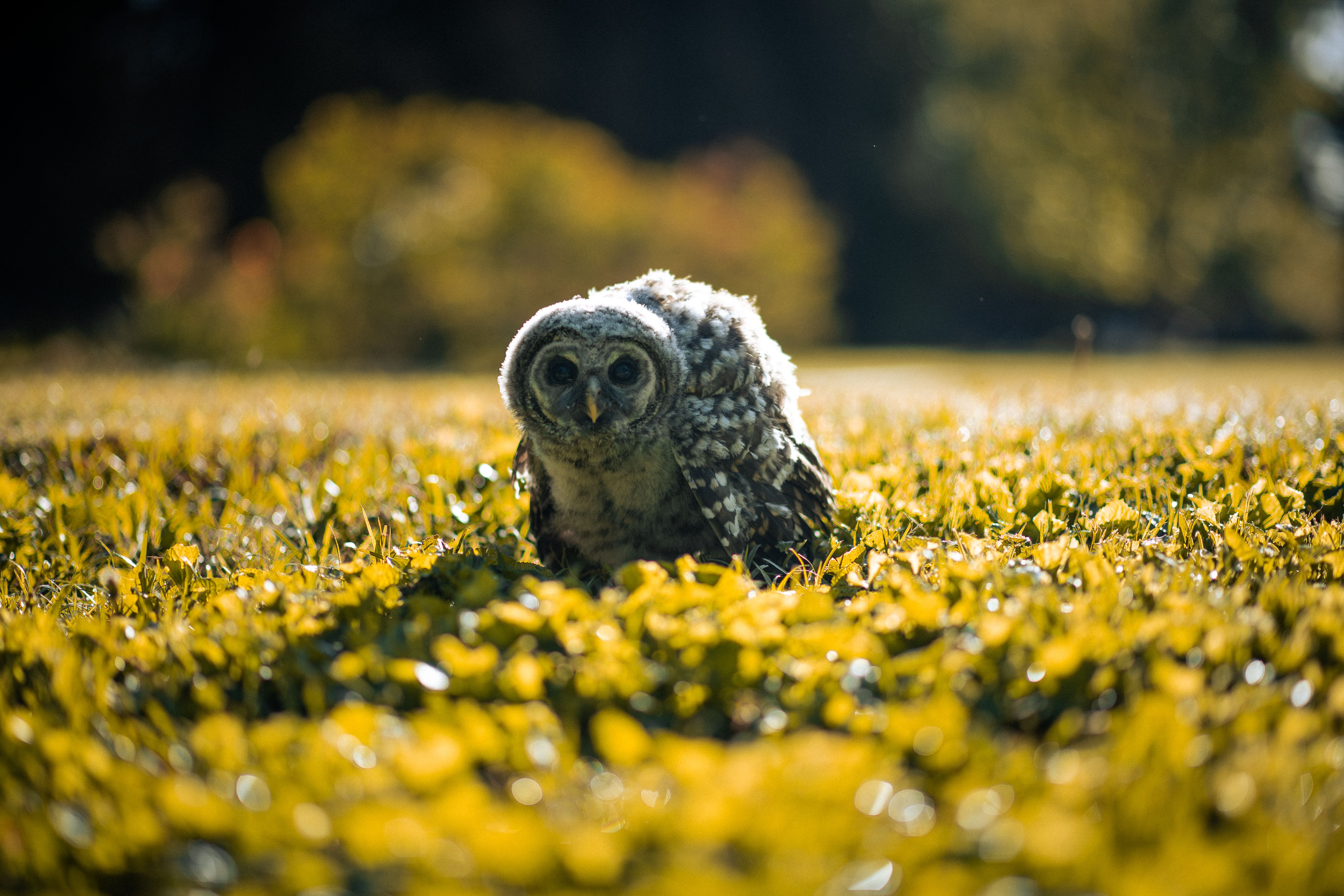 A young owl exploring a sunlit field, showcasing wildlife in natural surroundings.